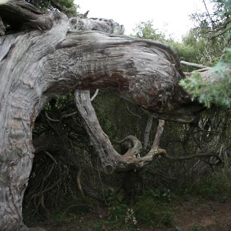 Camping Municipal L'Espazo Durban Corbieres Kültér fotó